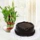 Combo of half kg chocolate cake and 2 layer lucky bamboo